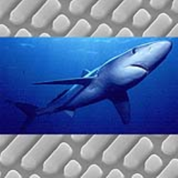 A coating based on a sharks skin may increase ship speeds