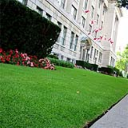 Scientists have developed a grass that stays short and doesn't need mowing