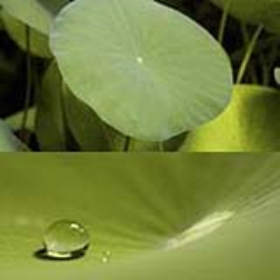 A self cleaning plastic cup based on the same ideas that nature used to self-clean: the Lotus Leaf