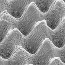 An ultra fast laser is able to replicate the surface of a lotus leaf