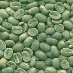 An extract from green coffee beans can help lose weight