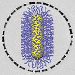 Tiny building blocks known as gold nanorods spontaneously assemble themselves into ring-like superstructures