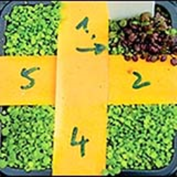 The bioengineered Thales cress weed turns red when exposed to a mine byproduct