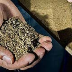 Dried cow manure can be used for floor boards