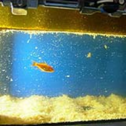 A goldfish tank inside the deep fat fryer