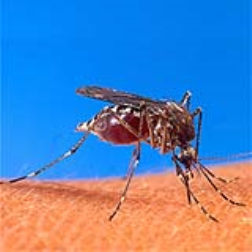 Genetically engineered mosquitoes can outcompete disease-causing ones