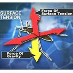 These robots mimicking insects to avoid sinking using surface tension