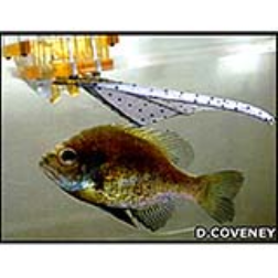 Mechanical fins can help propel underwater vehicles