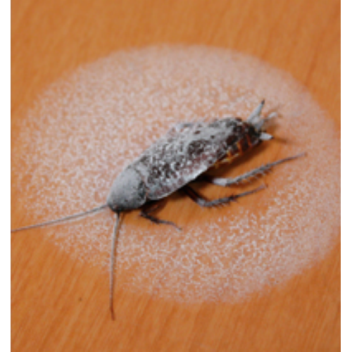spray cockroach cockroaches arctic frozen moreinspiration fear japan summer disposal freezes easy convenience improve users