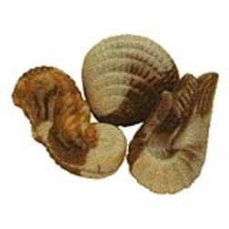 Mimicking nature can help inspire new shapes in chocolate, like these shellfish shaped chocolates.