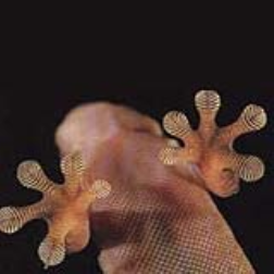 material that resembles geckos feet