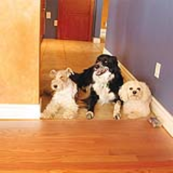 Static pulses can help set boundaries for pets