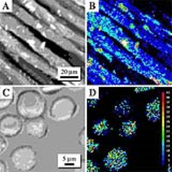 The nano-napkin is coated with antibodies, proteins and dyes