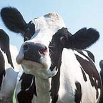 cutting-edge genomics techniques applied to cattle might produce more milk and tastier beef