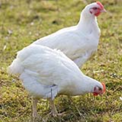 Fabrics which are made of chicken feathers