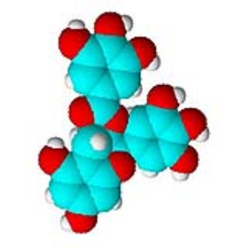 A compound found in green tea, EGCG, which is a health-boosting antioxidant, works to kill bacteria