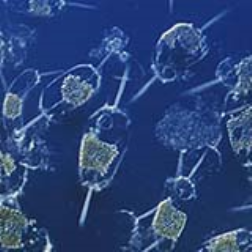 Adding iron to the sea could slow down climate change by encouraging plankton growth and locking up carbon dioxide