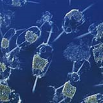 Adding iron to the sea could slow down climate change by encouraging plankton growth and locking up carbon dioxide