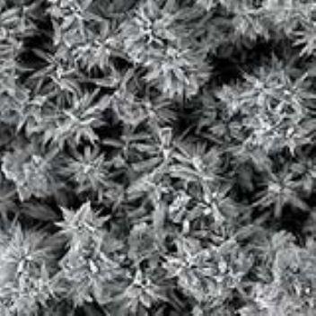 Spectacular flower-like nanostructures can detect alcohol and might also be useful as catalysts