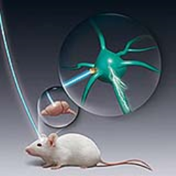 Researchers have developed a method that switches different parts of the brain on and off
