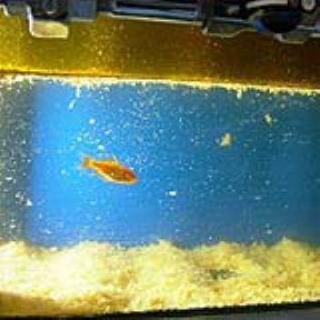 A goldfish tank inside the deep fat fryer