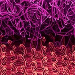 Velcro is self-sewing fabric which is inspired by plants