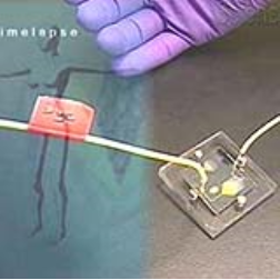 The body-on-a-chip can do a better job of steering the right drugs to human trials
