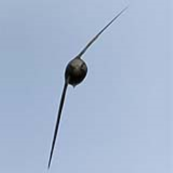 The morphing wings of the swift can inspire airplane design