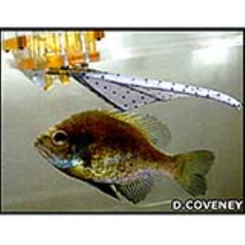 Mechanical fins can help propel underwater vehicles
